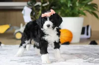 Julia, a female Bernedoodle for sale in Dundee, OH – Photo 4 of 5
