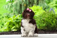 Lily, a female Portuguese Water Dog for sale in Dundee, OH – 6 of 7