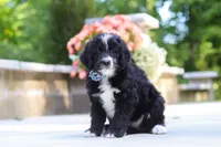 Blake, a male Bernedoodle for sale in Dundee, OH – 3 of 7