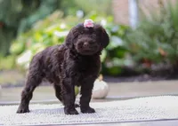Alexa, a female Portuguese Water Dog for sale in Dundee, OH – Photo 2 of 6