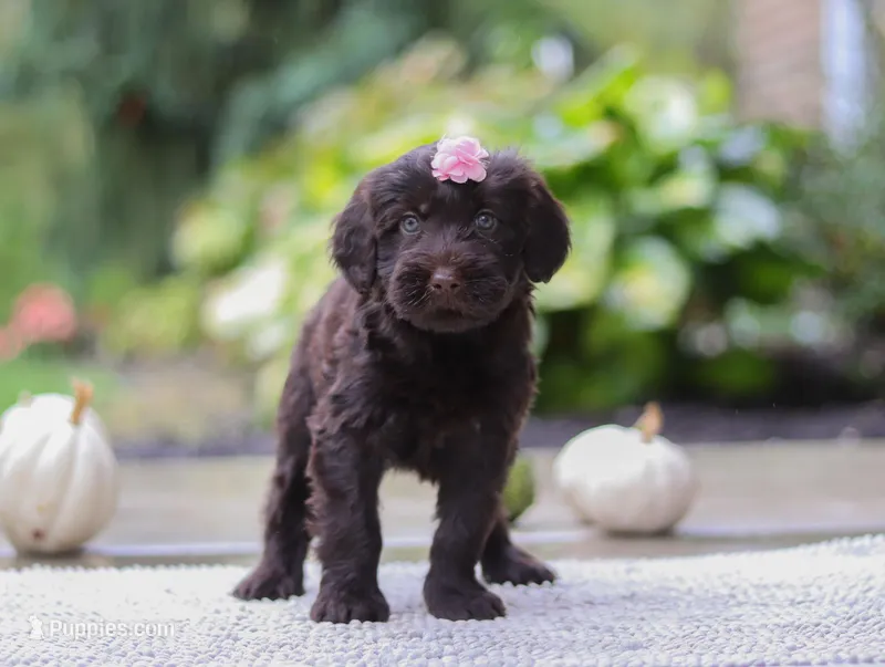 Alexa, a female Portuguese Water Dog for sale in Dundee, OH – Photo 1 of 6