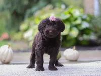 Alexa, a female Portuguese Water Dog for sale in Dundee, OH – Photo 1 of 6