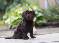 Alexa, a female Portuguese Water Dog for sale in Dundee, OH – Photo 3 of 6