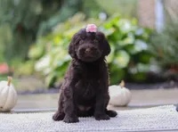 Alexa, a female Portuguese Water Dog for sale in Dundee, OH – Photo 4 of 6