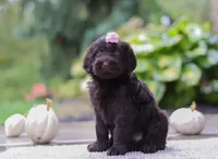 Alexa, a female Portuguese Water Dog for sale in Dundee, OH – Photo 5 of 6