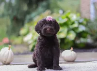 Alexa, a female Portuguese Water Dog for sale in Dundee, OH – Photo 6 of 6