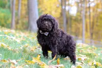Chloe, a female Portuguese Water Dog for sale in Dundee, OH – Photo 3 of 6