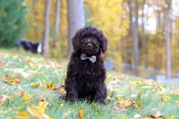 Chloe, a female Portuguese Water Dog for sale in Dundee, OH – Photo 4 of 6