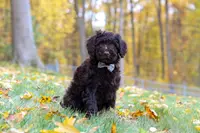 Chloe, a female Portuguese Water Dog for sale in Dundee, OH – Photo 2 of 6