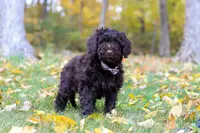 Chloe, a female Portuguese Water Dog for sale in Dundee, OH – Photo 6 of 6