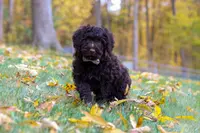 Chloe, a female Portuguese Water Dog for sale in Dundee, OH – Photo 1 of 6