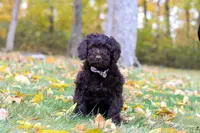 Chloe, a female Portuguese Water Dog for sale in Dundee, OH – Photo 5 of 6