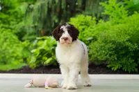 Lindsey, a female Portuguese Water Dog for sale in Dundee, OH – 7 of 8