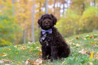 Charles, a male Portuguese Water Dog for sale in Dundee, OH – Photo 2 of 6