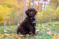 Charles, a male Portuguese Water Dog for sale in Dundee, OH – Photo 1 of 6