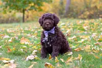 Charles, a male Portuguese Water Dog for sale in Dundee, OH – Photo 6 of 6