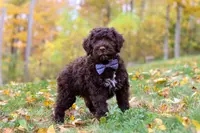 Charles, a male Portuguese Water Dog for sale in Dundee, OH – Photo 3 of 6