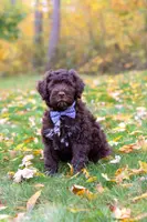 Charles, a male Portuguese Water Dog for sale in Dundee, OH – Photo 5 of 6