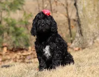 Layla, a female Portuguese Water Dog for sale in Dundee, OH – Photo 3 of 8