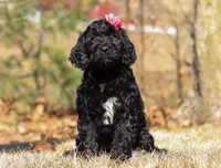 Layla, a female Portuguese Water Dog for sale in Dundee, OH – Photo 1 of 8