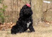 Layla, a female Portuguese Water Dog for sale in Dundee, OH – Photo 4 of 8