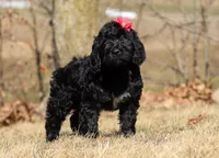 Layla, a female Portuguese Water Dog for sale in Dundee, OH – Photo 7 of 8