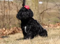 Layla, a female Portuguese Water Dog for sale in Dundee, OH – Photo 5 of 8