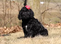 Layla, a female Portuguese Water Dog for sale in Dundee, OH – Photo 6 of 8