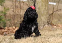 Layla, a female Portuguese Water Dog for sale in Dundee, OH – Photo 2 of 8