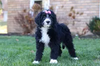 Eden, a female Bernedoodle for sale in Dundee, OH – Photo 2 of 5