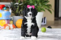 Eden, a female Bernedoodle for sale in Dundee, OH – Photo 5 of 5