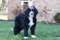 Eden, a female Bernedoodle for sale in Dundee, OH – Photo 3 of 5
