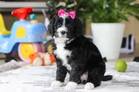 Eden, a female Bernedoodle for sale in Dundee, OH – Photo 3 of 5