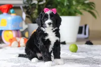 Eden, a female Bernedoodle for sale in Dundee, OH – Photo 1 of 5