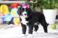 Eden, a female Bernedoodle for sale in Dundee, OH – Photo 2 of 5