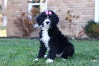 Eden, a female Bernedoodle for sale in Dundee, OH – Photo 5 of 5