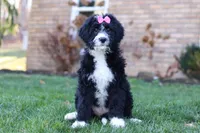 Eden, a female Bernedoodle for sale in Dundee, OH – Photo 4 of 5