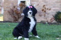 Eden, a female Bernedoodle for sale in Dundee, OH – Photo 1 of 5