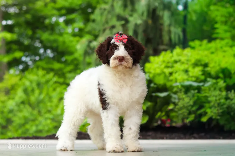 Lindsey – Portuguese Water Dog puppy for sale in Dundee, OH