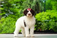 Lindsey, a female Portuguese Water Dog for sale in Dundee, OH – 1 of 8
