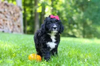 Pumpkin, a female Bernedoodle for sale in Dundee, OH – 6 of 9