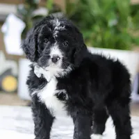 Zane, a male Bernedoodle for sale in Dundee, OH – Photo 2 of 6