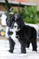 Zane, a male Bernedoodle for sale in Dundee, OH – Photo 2 of 6