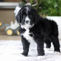 Zane, a male Bernedoodle for sale in Dundee, OH – Photo 4 of 6