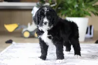 Zane, a male Bernedoodle for sale in Dundee, OH – Photo 4 of 6