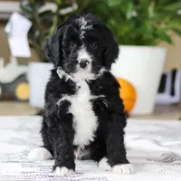 Zane, a male Bernedoodle for sale in Dundee, OH – Photo 5 of 6