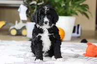 Zane, a male Bernedoodle for sale in Dundee, OH – Photo 5 of 6