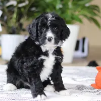 Zane, a male Bernedoodle for sale in Dundee, OH – Photo 6 of 6