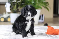 Zane, a male Bernedoodle for sale in Dundee, OH – Photo 6 of 6