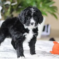 Zane, a male Bernedoodle for sale in Dundee, OH – Photo 3 of 6